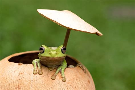 A Frog in a Coconut Shell
